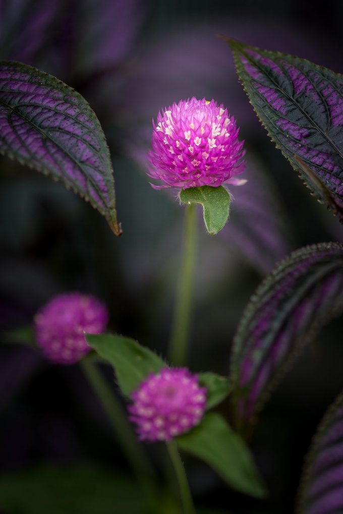 gomphrena