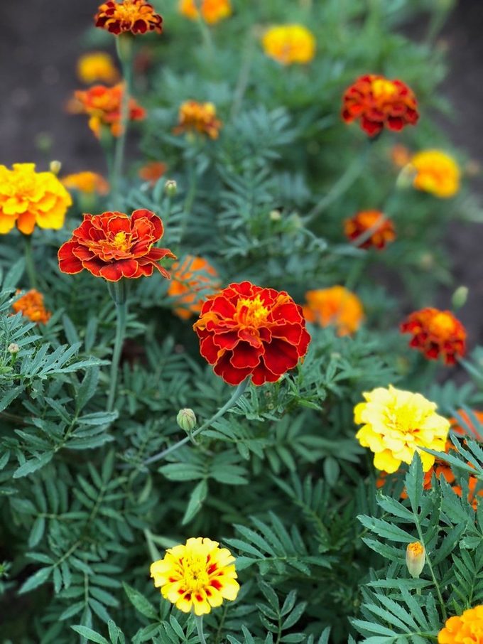 calendula vs marigold