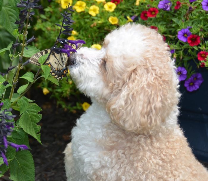 funny butterfly