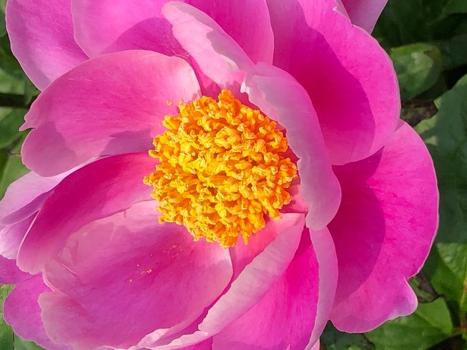 pink peony meaning