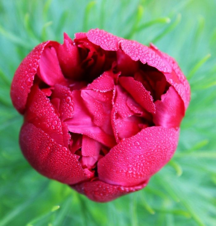 fernleaf peony