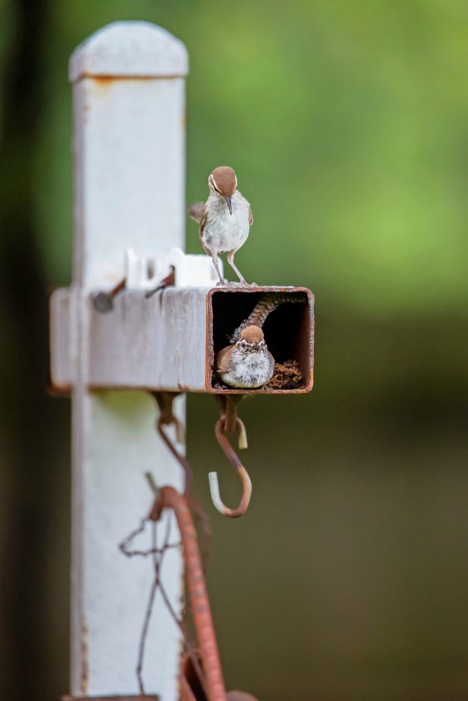 Bnbbyc19 Michelle Summers, bird nest pictures