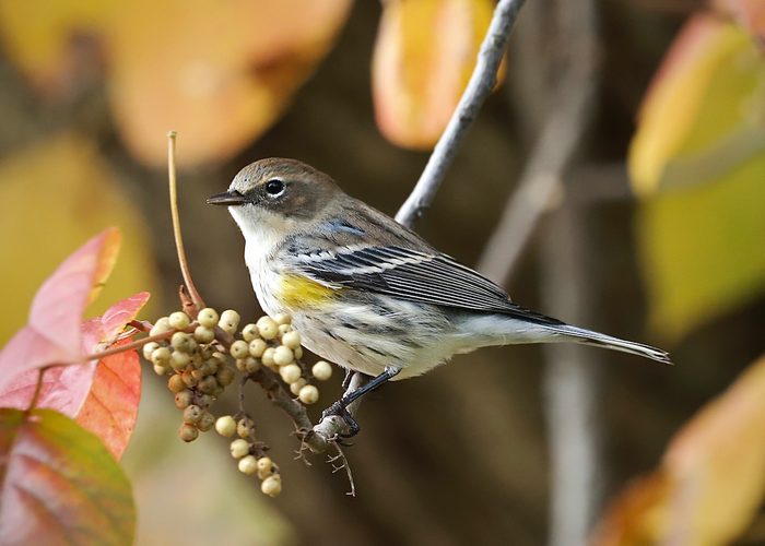 Yellow-rumped warbler at berries