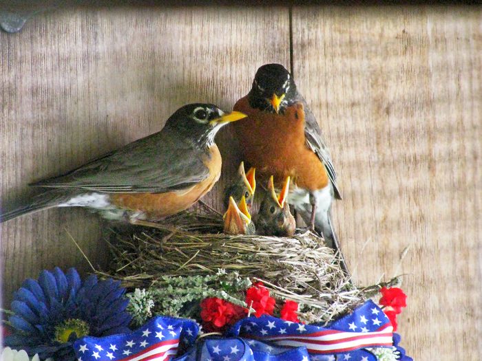Cynthiacyr nest photos