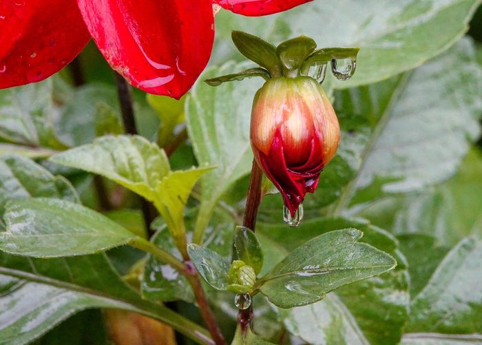Dahlia bud