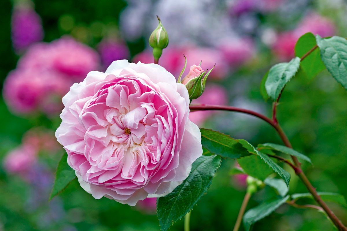 David Austin Roses Silas Marner