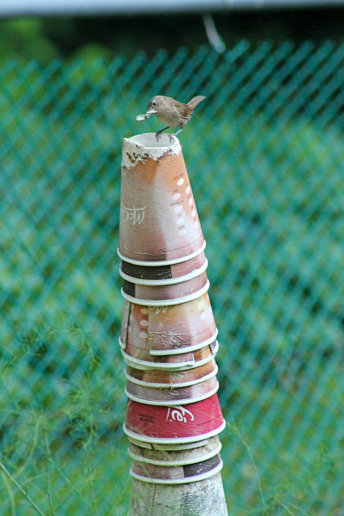 Diglio 071713, bird nest pictures