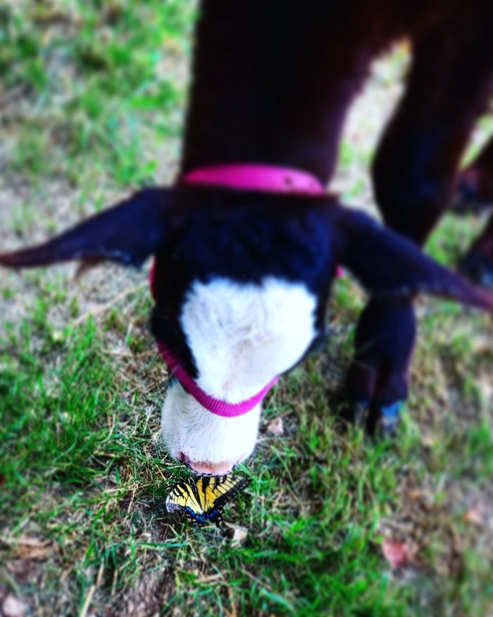 funny butterfly