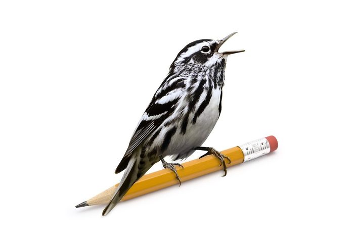 Black-and-white warbler