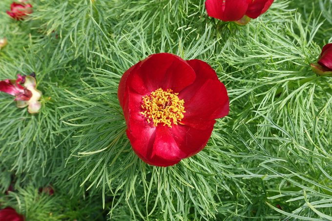 fernleaf peony