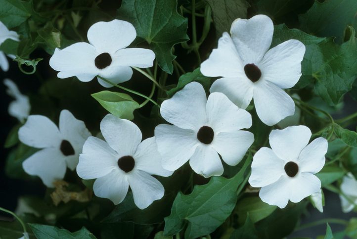 black-eyed susan vine