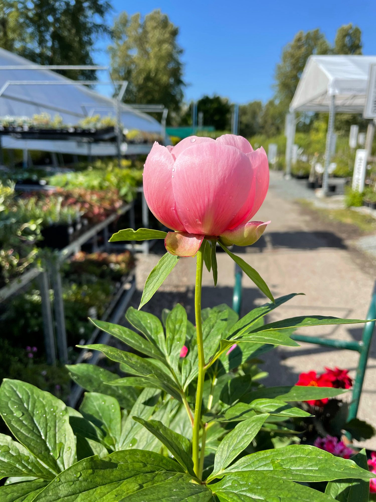 Pink Peony flower close