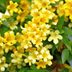 The Perfect Ground Cover Plants for Every Landscape