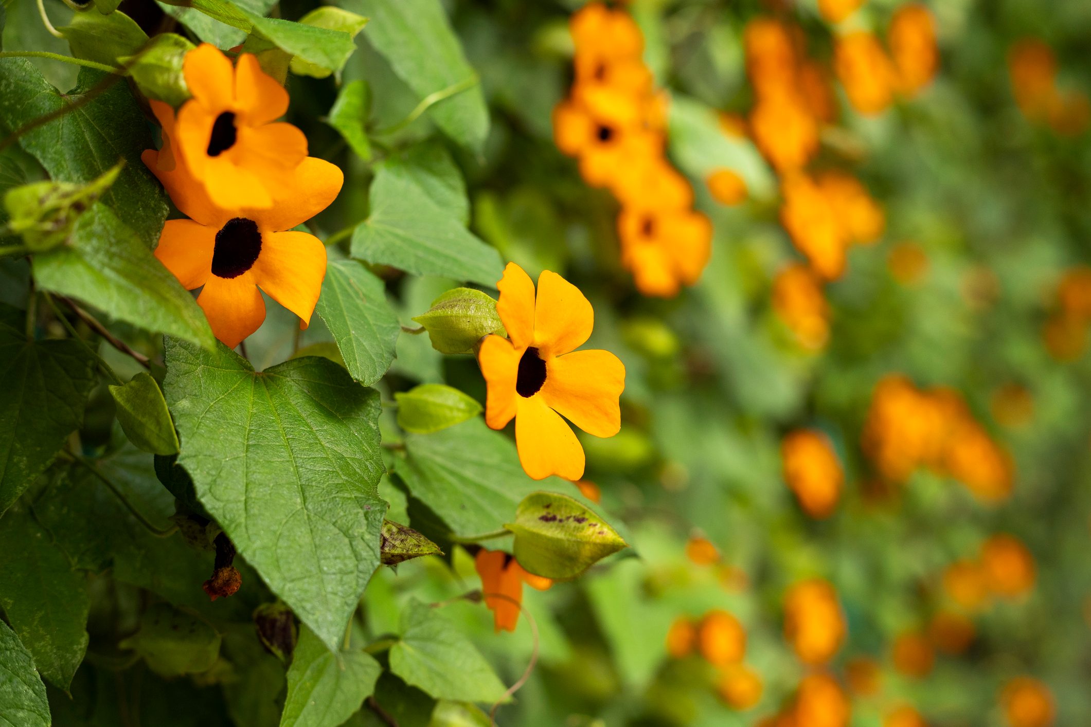 Thunbergia alata - Flower poet's eye, black-eyed Susan vine with trellis