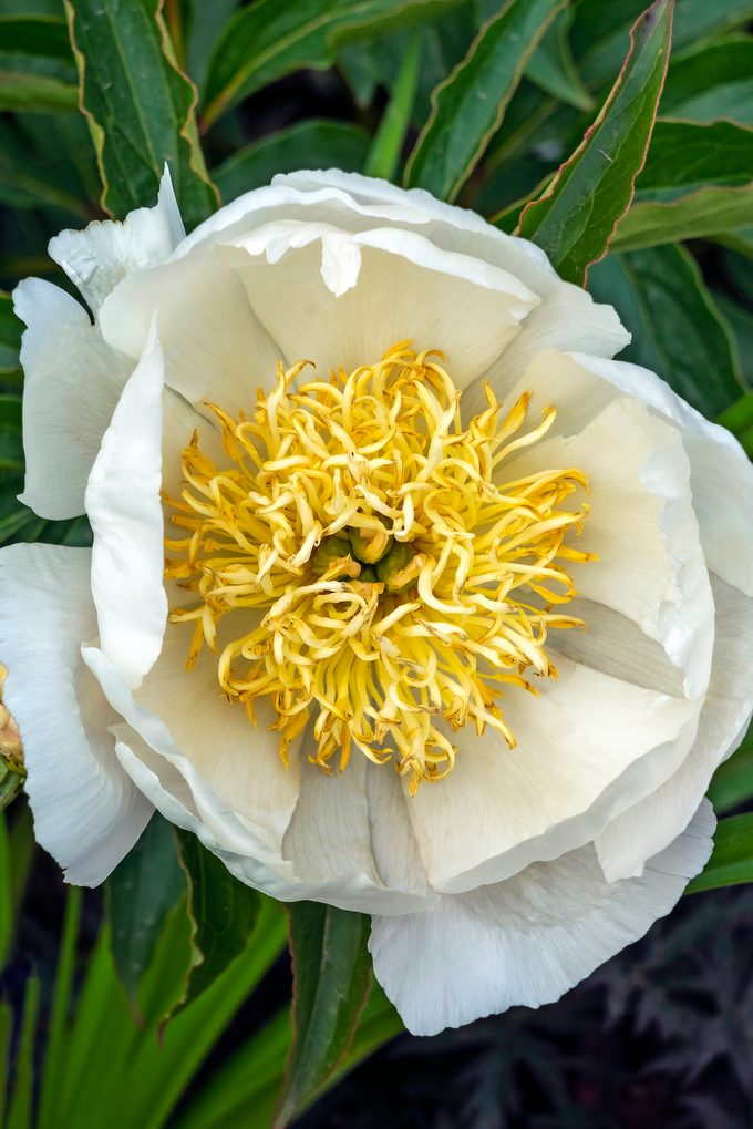 Peony 'lotus Queen'