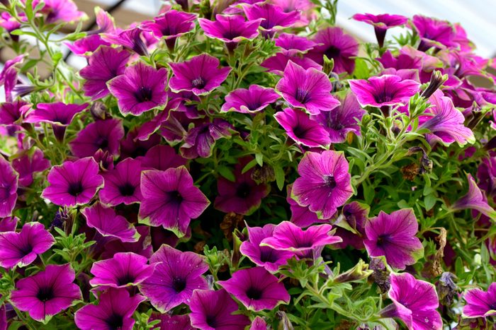 Closeup of Supertunia 'Picasso in Purple' flowers