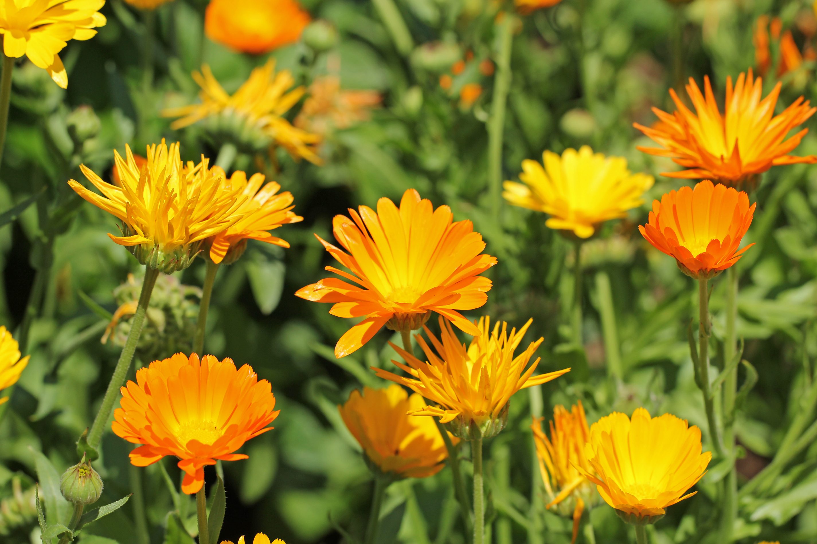 Beautiful orange calendula officinalis pot marigold on stem