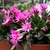 Grow an Easter Cactus for Festive Springtime Flowers