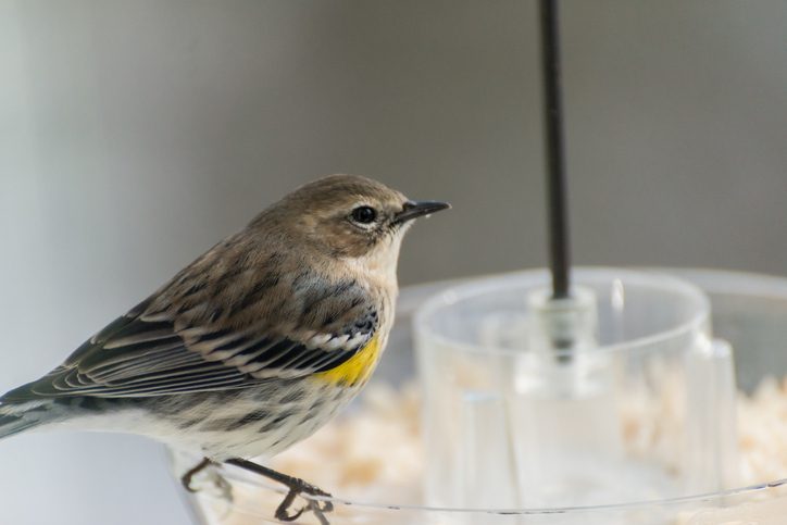 Yellow-rumped warbler