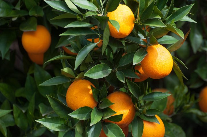 swallowtail host plants Ripe orange citrus hanging from tree in the morning light
