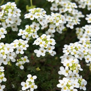 Sweet Alyssum or Lobularia maritima white flowers