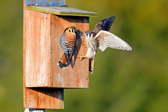 birdhouses Kestrel Am Pair Nest Box D Masl8927k