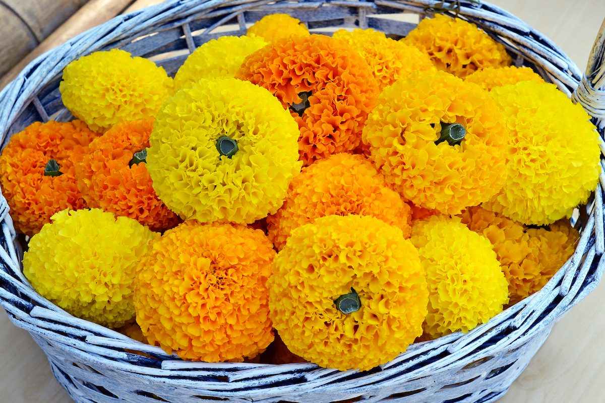 Marigold African Bali Mix