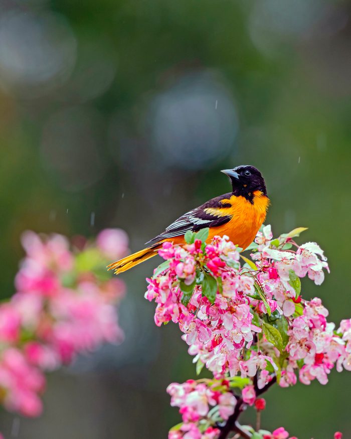 Baltimore Oriole
