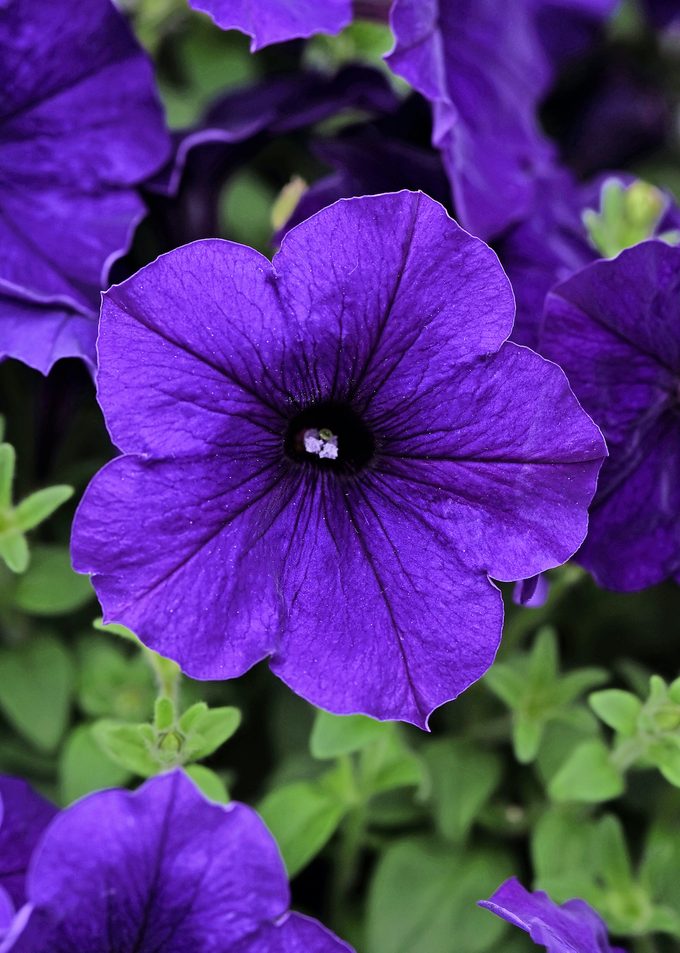 Petunia E3 Easy Wave Blue Bloom 28600