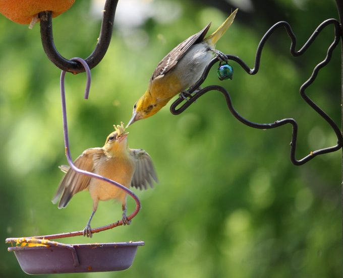 female bullock's oriole and juvenile