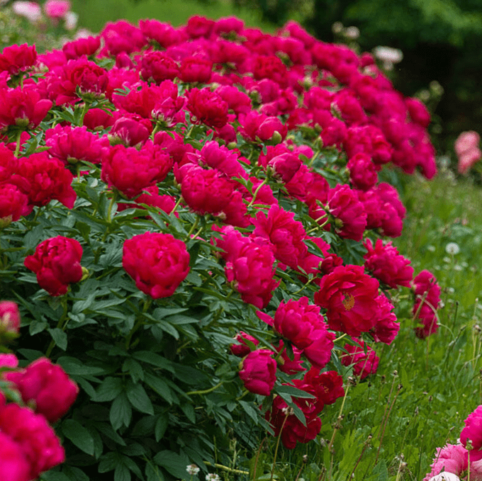 red sarah bernhardt peony