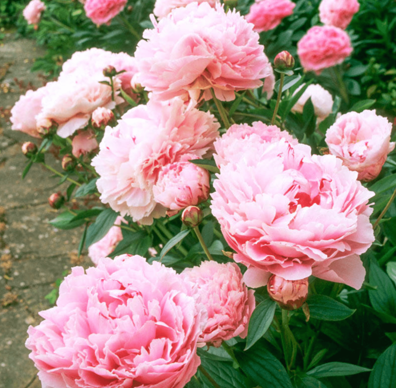 pink peony