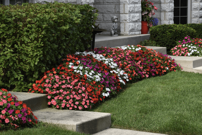 beacon impatiens