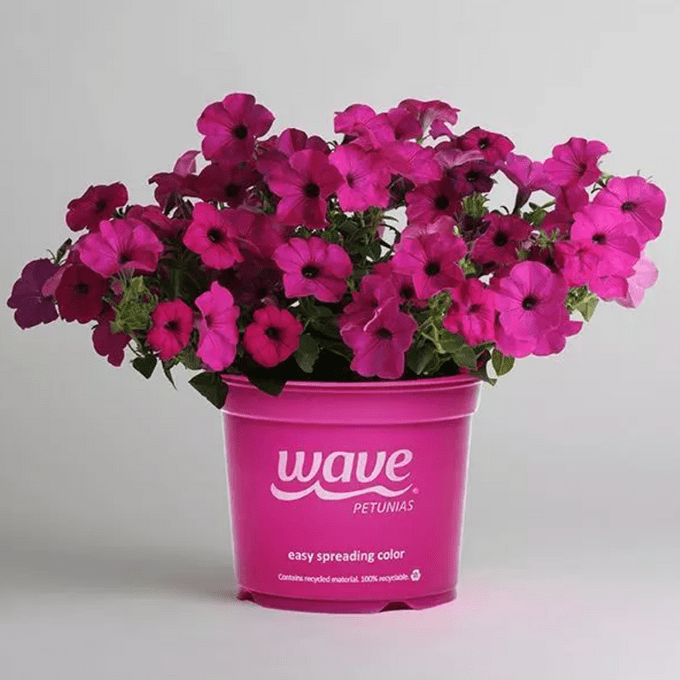 Tidal wave purple petunia