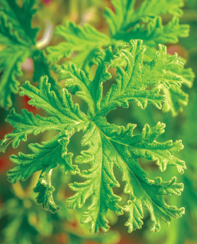 scented geranium