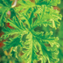 Stop Mosquitoes With a Citronella Scented Geranium