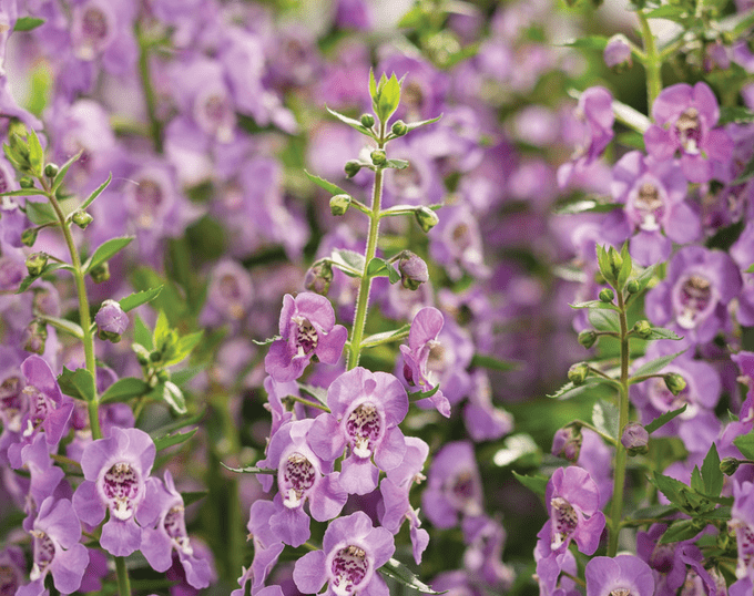 angelonia flowers