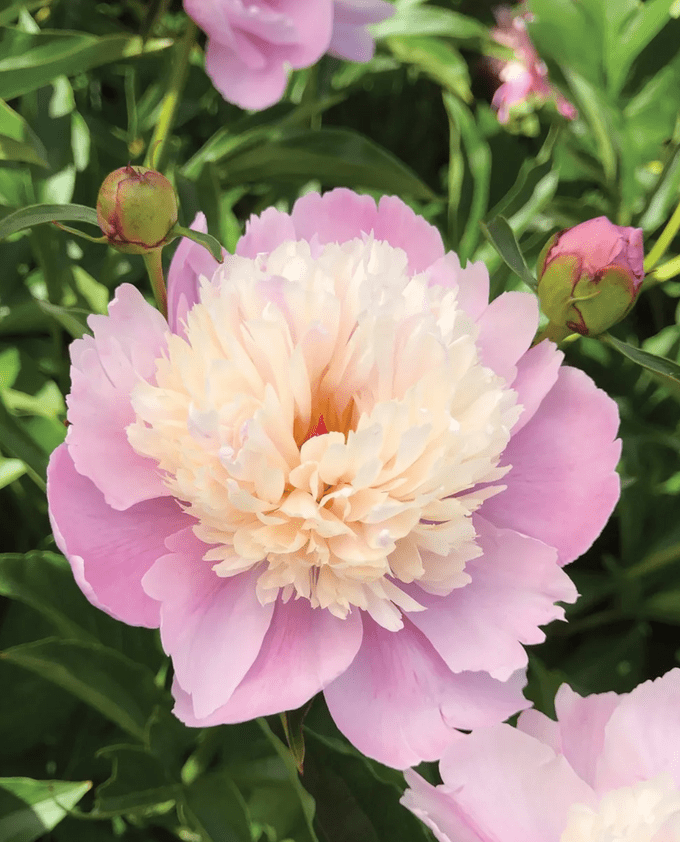 Sorbet peony