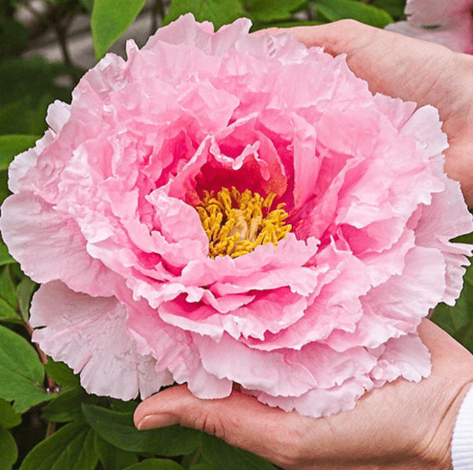 Hanakisoi Tree Peony