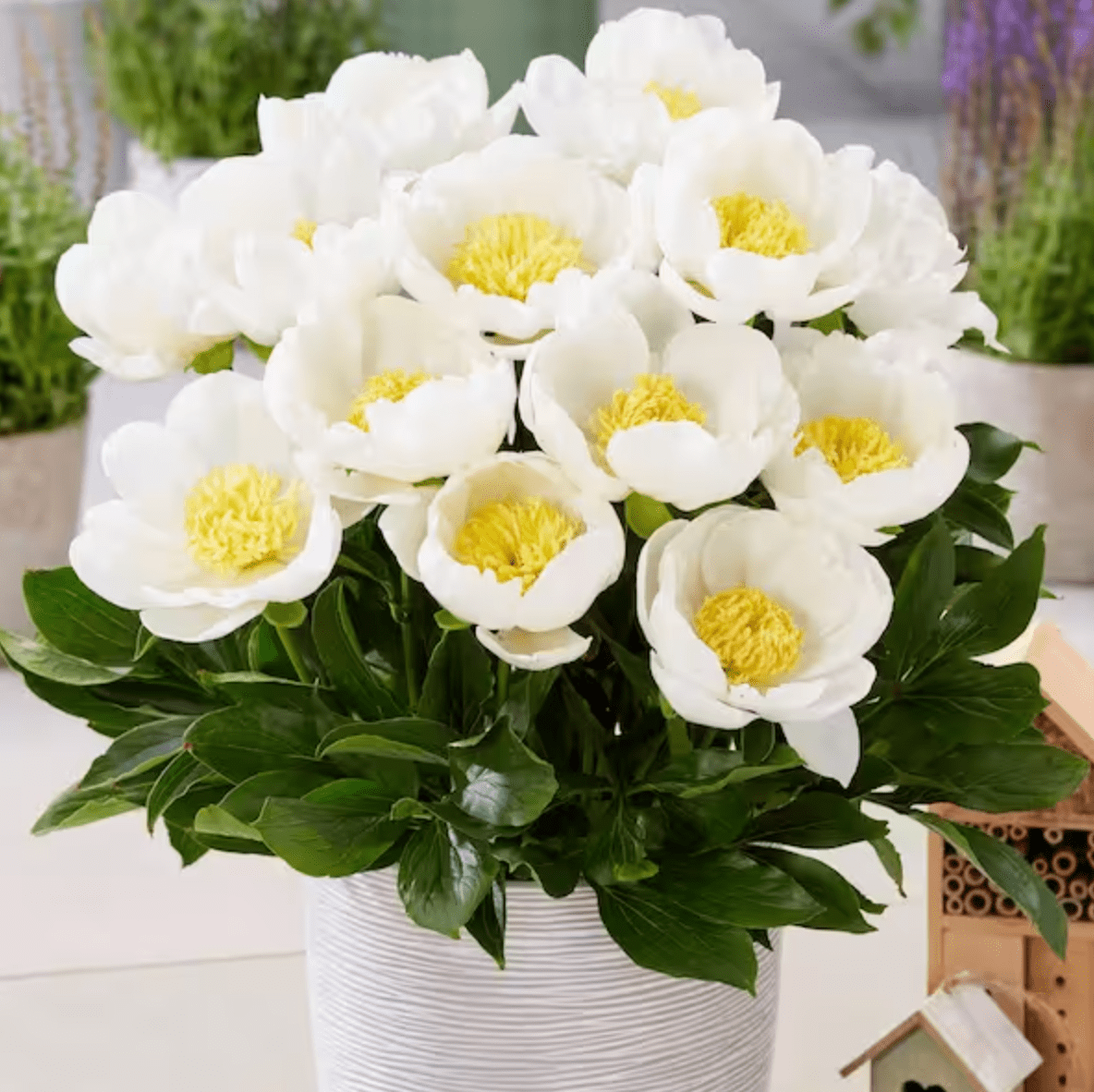 dublin peonies in pots