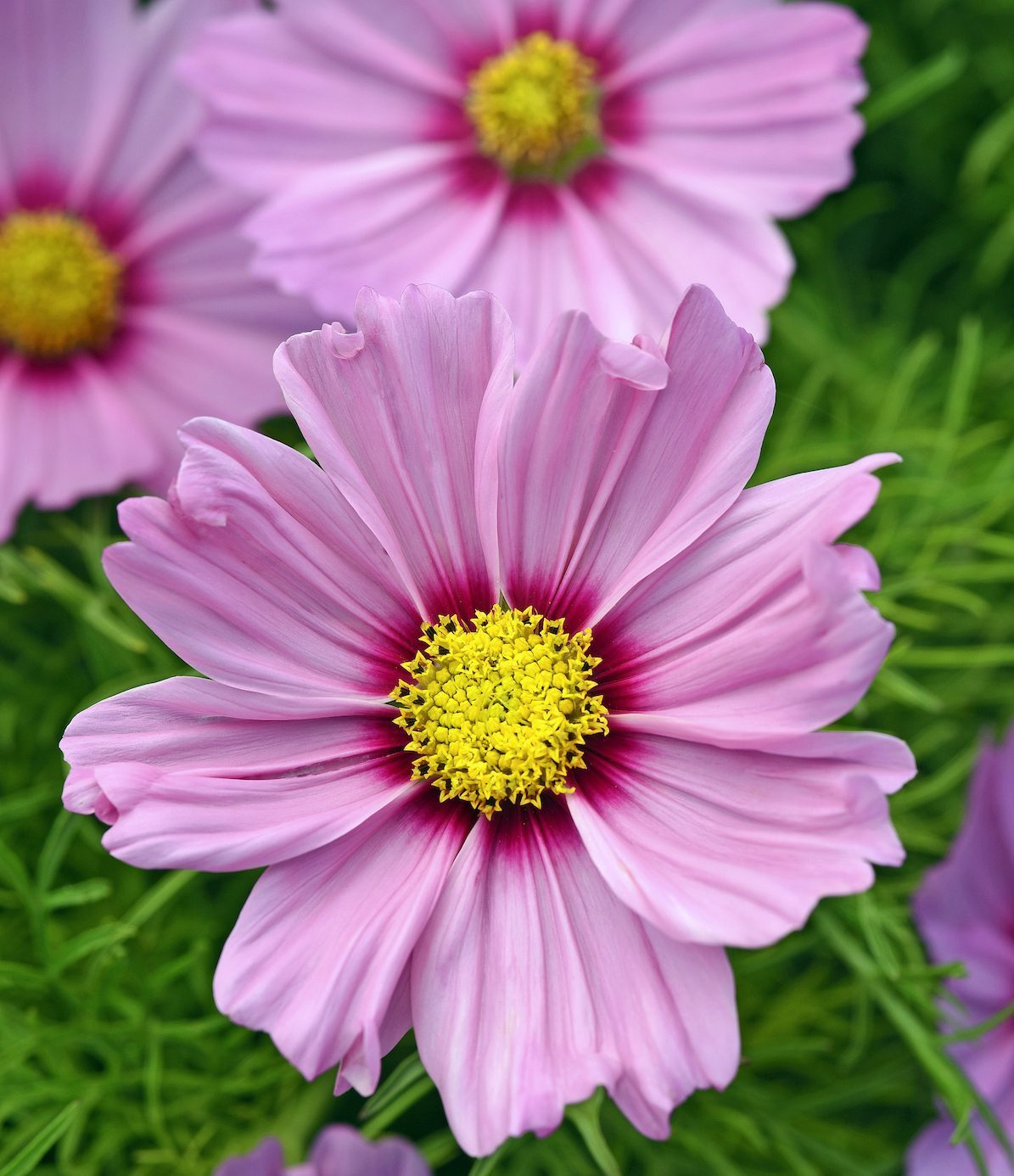 Sonata Pink Blush Cosmos Ball