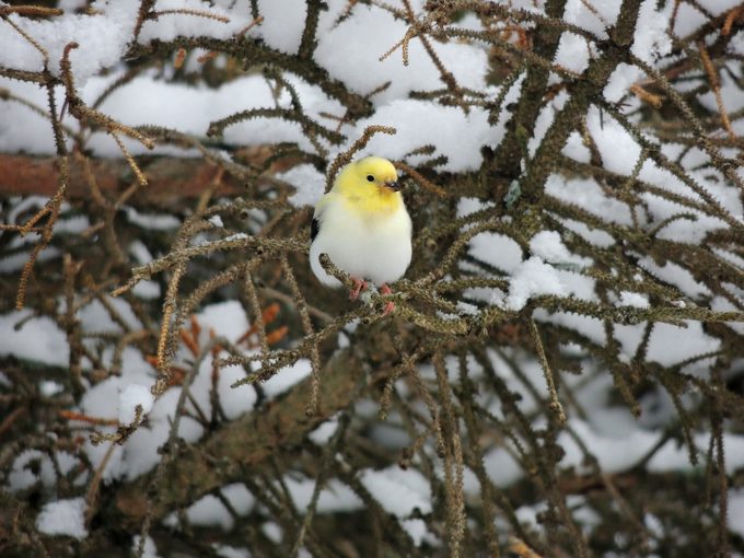 A leucistic American goldfinch
