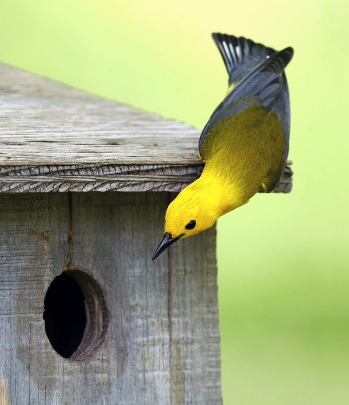 Prothonotary warbler at nest box