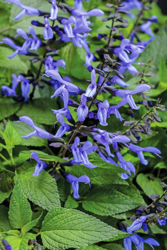 Salvia Rockin Blue Suede Shoes 0