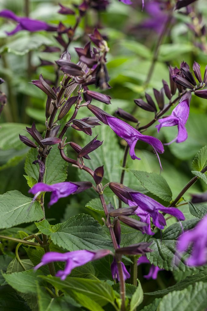 Salvia Rockin Deep Purple