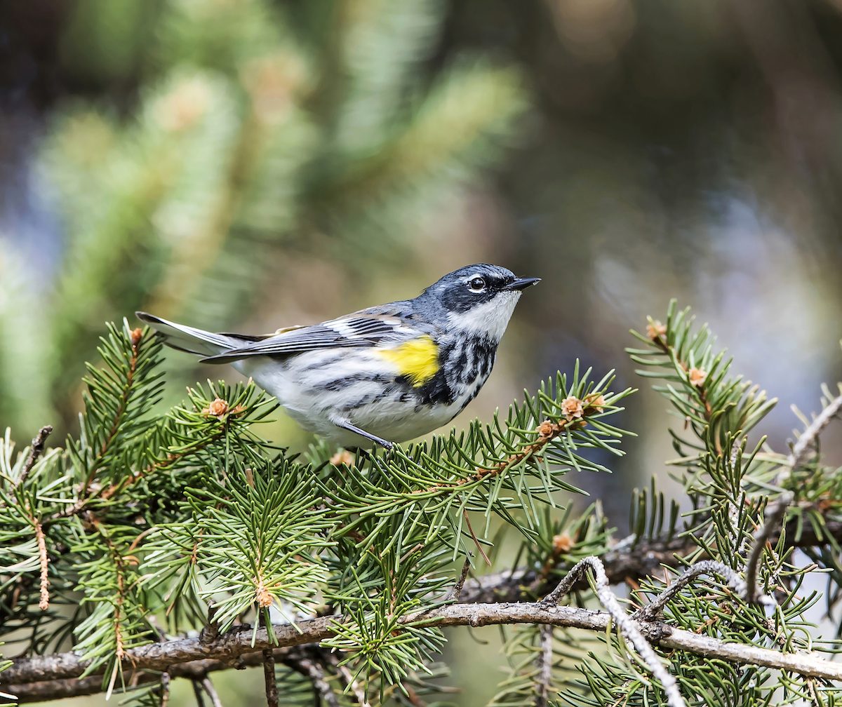Yellow Rumped,warbler