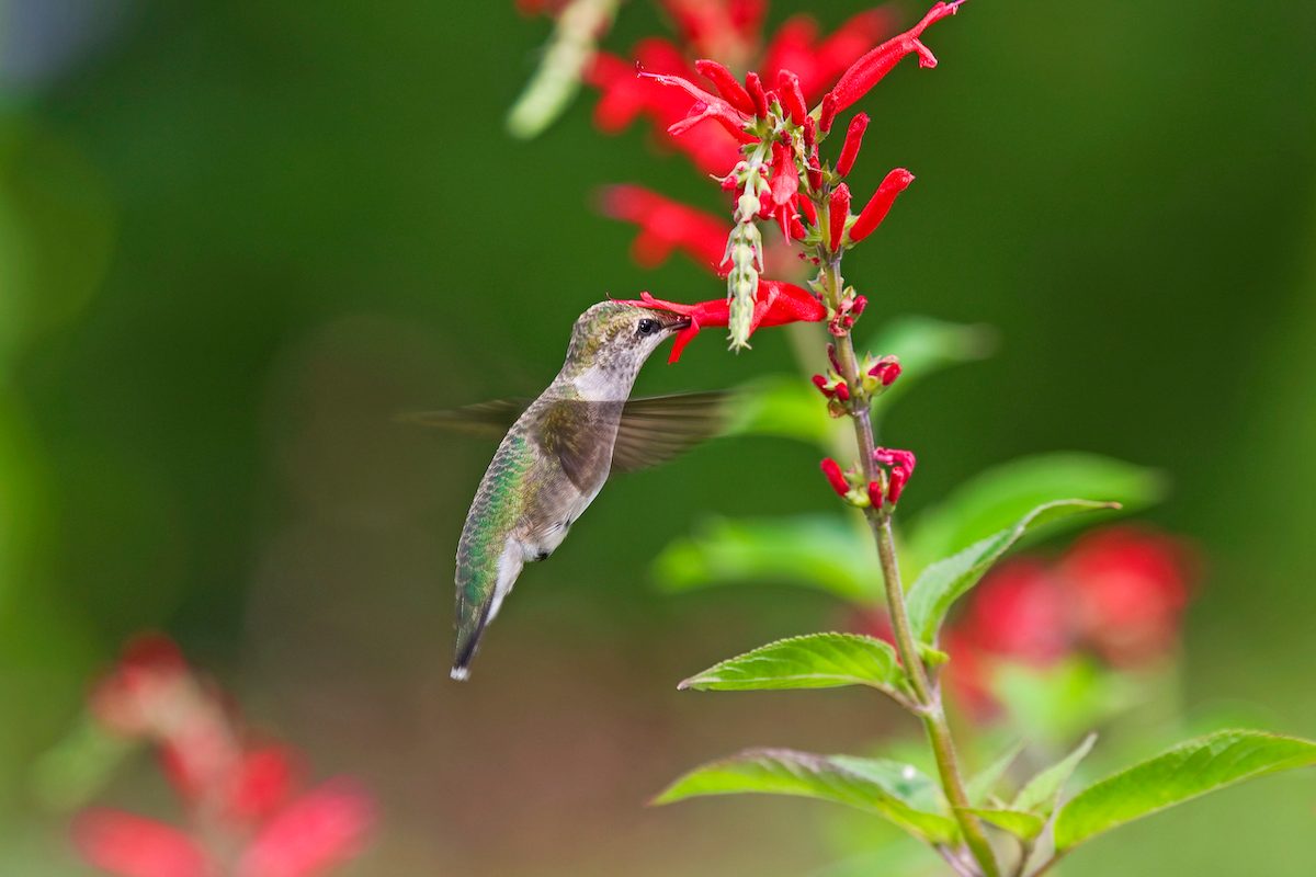 fall flowers for hummingbirds pineapple sage