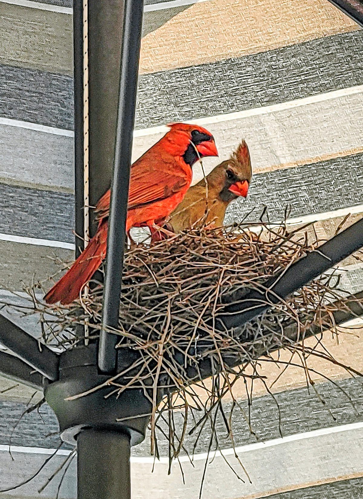 can you move a bird nest