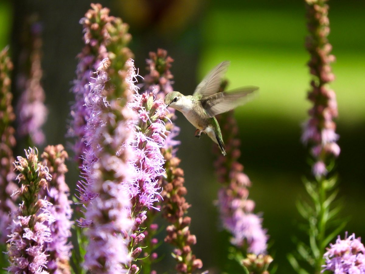 fall flowers for hummingbirds liatris blazing star
