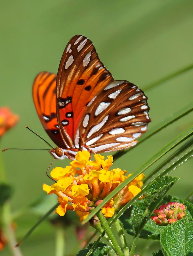 Gulf fritillary butterfly on a lantana bush